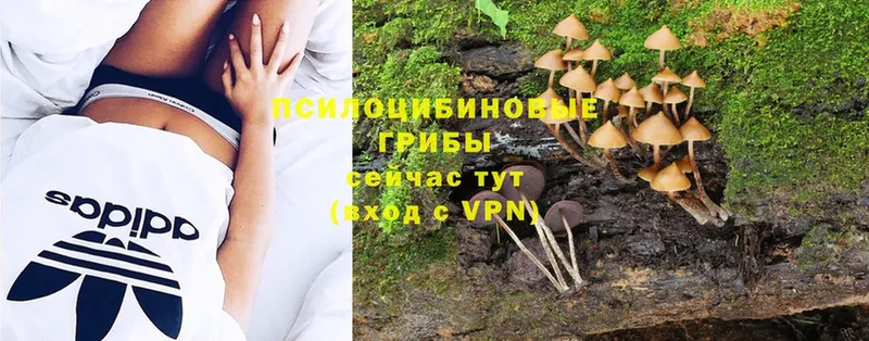 как найти наркотики  Петровск  Псилоцибиновые грибы Magic Shrooms 